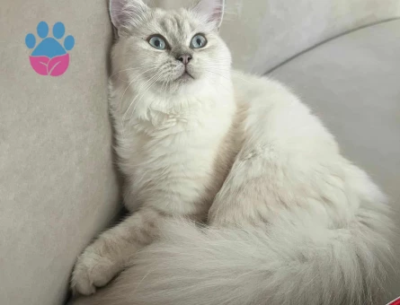 British Longhair Oğlumuza Eş Arıyoruz