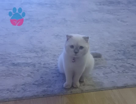 Kızımıza eş arıyoruz