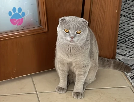 scottish fold Oğlana Dişi Arıyorum.