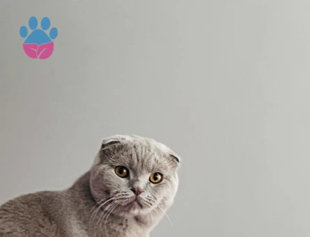scottish fold Oğlana Dişi Arıyorum.