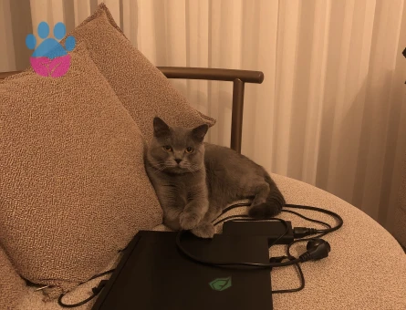 Yakışıklı oğlumuza eş arıyoruz!