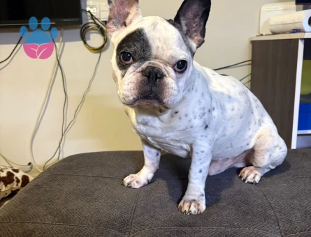 French bulldog oğlumuza eş arıyoruz