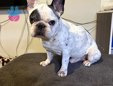 French bulldog oğlumuza eş arıyoruz