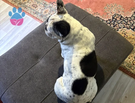French bulldog oğlumuza eş arıyoruz