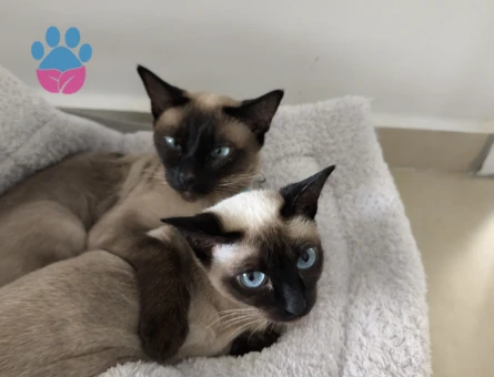 Siyam dişi 1 yaşında kızimiza uygun erkek arıyorum