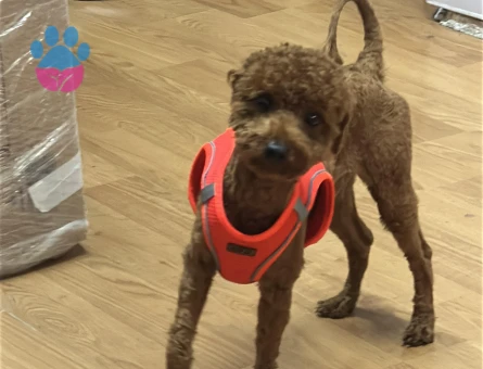TOY POODLE OĞLUMUZA KIZ ARIYORUZ