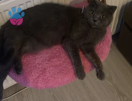 British shortair prensesime eş arıyoruz