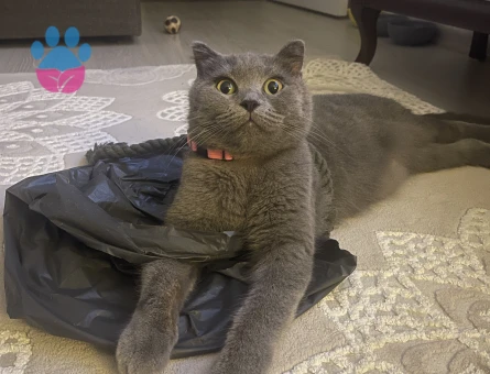 British shortair prensesime eş arıyoruz