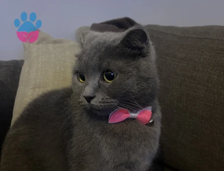 British shortair prensesime eş arıyoruz