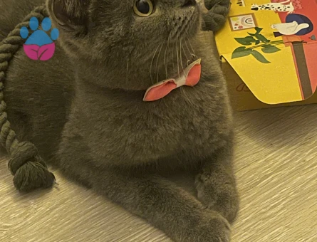 British shortair prensesime eş arıyoruz