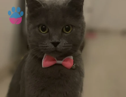 British shortair prensesime eş arıyoruz