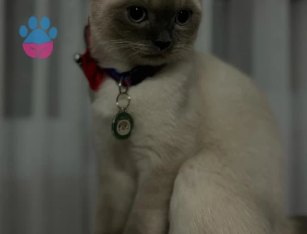 British Shorthair 9 Aylık Eş Arıyor