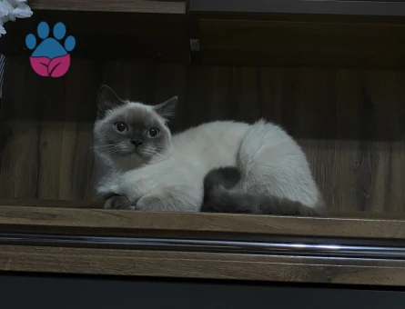 British Shorthair 9 Aylık Eş Arıyor