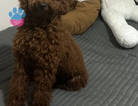 kore toy poodle erkek çiftleştirme