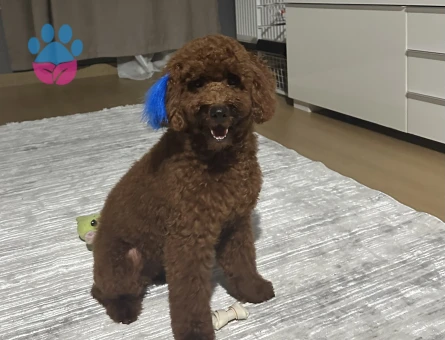 kore toy poodle erkek çiftleştirme