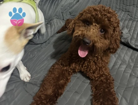 kore toy poodle erkek çiftleştirme