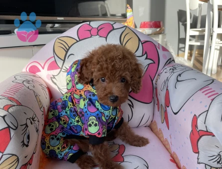 kore toy poodle erkek çiftleştirme