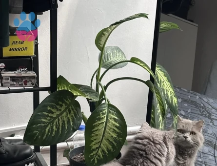 Chinchilla Kedime Erkek Arıyorum