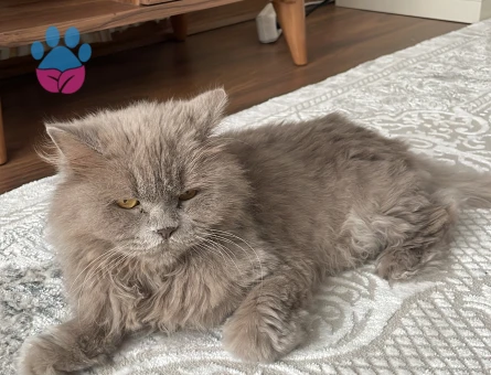 Chinchilla Kedime Erkek Arıyorum