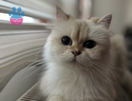 Kızıma eş arıyorum