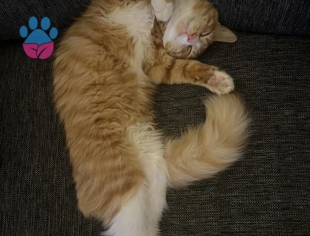 Maine Coon Disi ariyorum