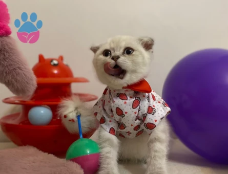 Kızıma eş arıyorum