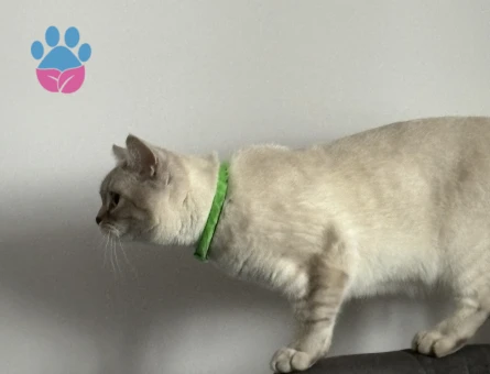 Prensesimize Eş arıyoruz