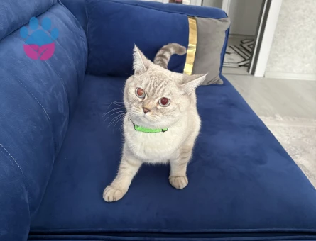 Prensesimize Eş arıyoruz