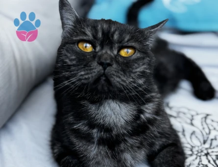 2 yaşındaki kızıma eş arıyorum