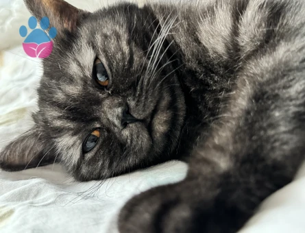 2 yaşındaki kızıma eş arıyorum