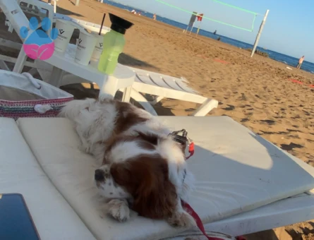 King charles erkek köpeğime eş