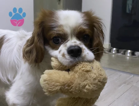 King charles erkek köpeğime eş