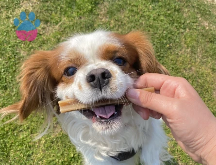 King charles erkek köpeğime eş