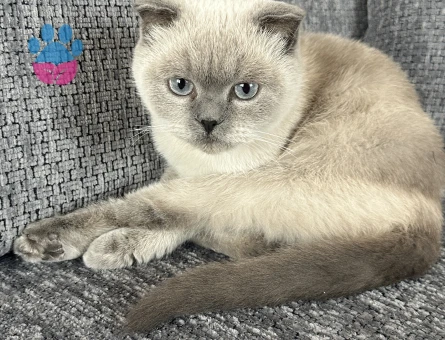 Dişi kedime eş arıyorum