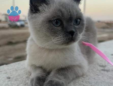 Dişi kedime eş arıyorum