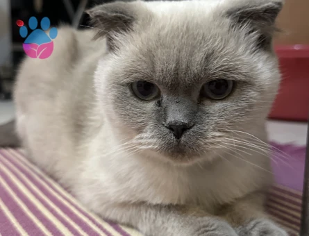 Dişi kedime eş arıyorum