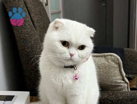 Dişi kedimize eş arıyoruz