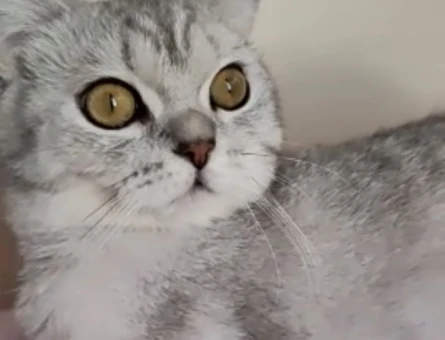 British Shorthair 1 Yaşında Eş Arıyor - 118973644