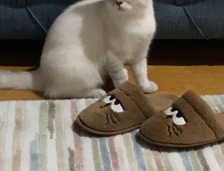 British Shorthair Coco Kızıma Eş Arıyorum - 118973645