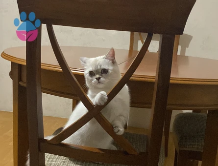 British Shorthair Coco Kızıma Eş Arıyorum