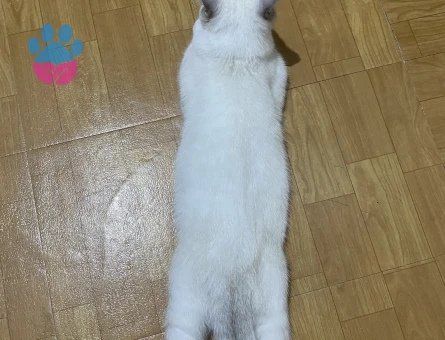 British Shorthair Coco Kızıma Eş Arıyorum