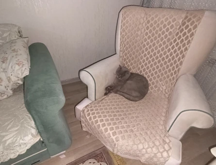 Kedime Eş Arıyorum - 118973647