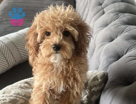 Safkan Maltipoo kızım için eş arıyorum