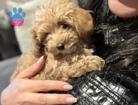 Safkan Maltipoo kızım için eş arıyorum