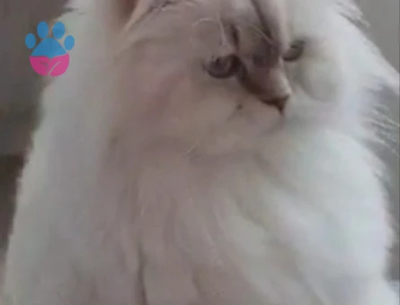 Guzel prensesimize es ariyoruz