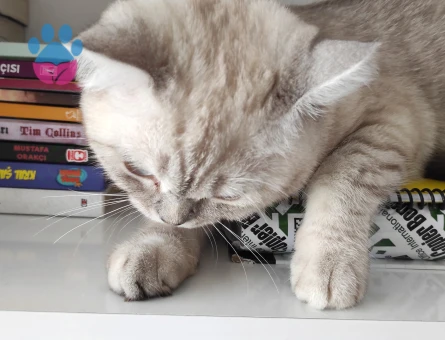 British Shorthair Kedimize Dişi Arıyoruzz