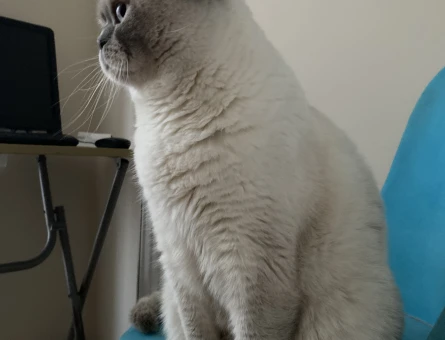 British Blue Point orjinal ırk ve cinstir - 118973657