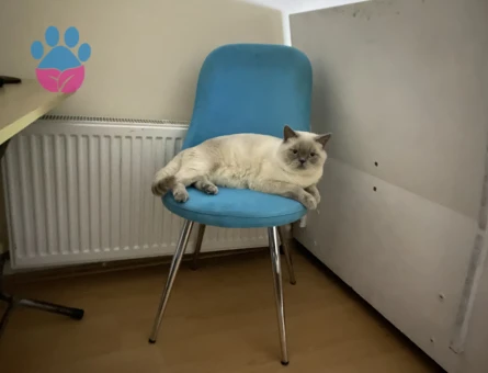 British Blue Point orjinal ırk ve cinstir