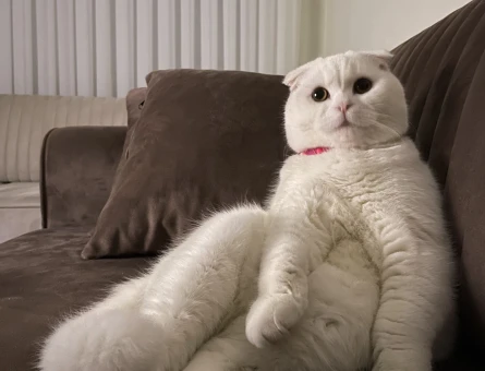 Erkek scottish fold - 118973658