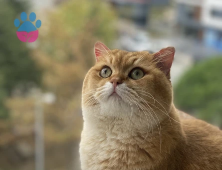 Oğlumuz Simba ya eş arıyoruz